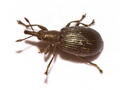 Perapion hydrolapathi